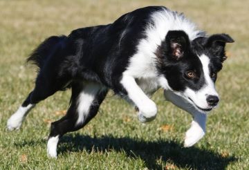 边境牧羊犬，牧场上的智慧传承